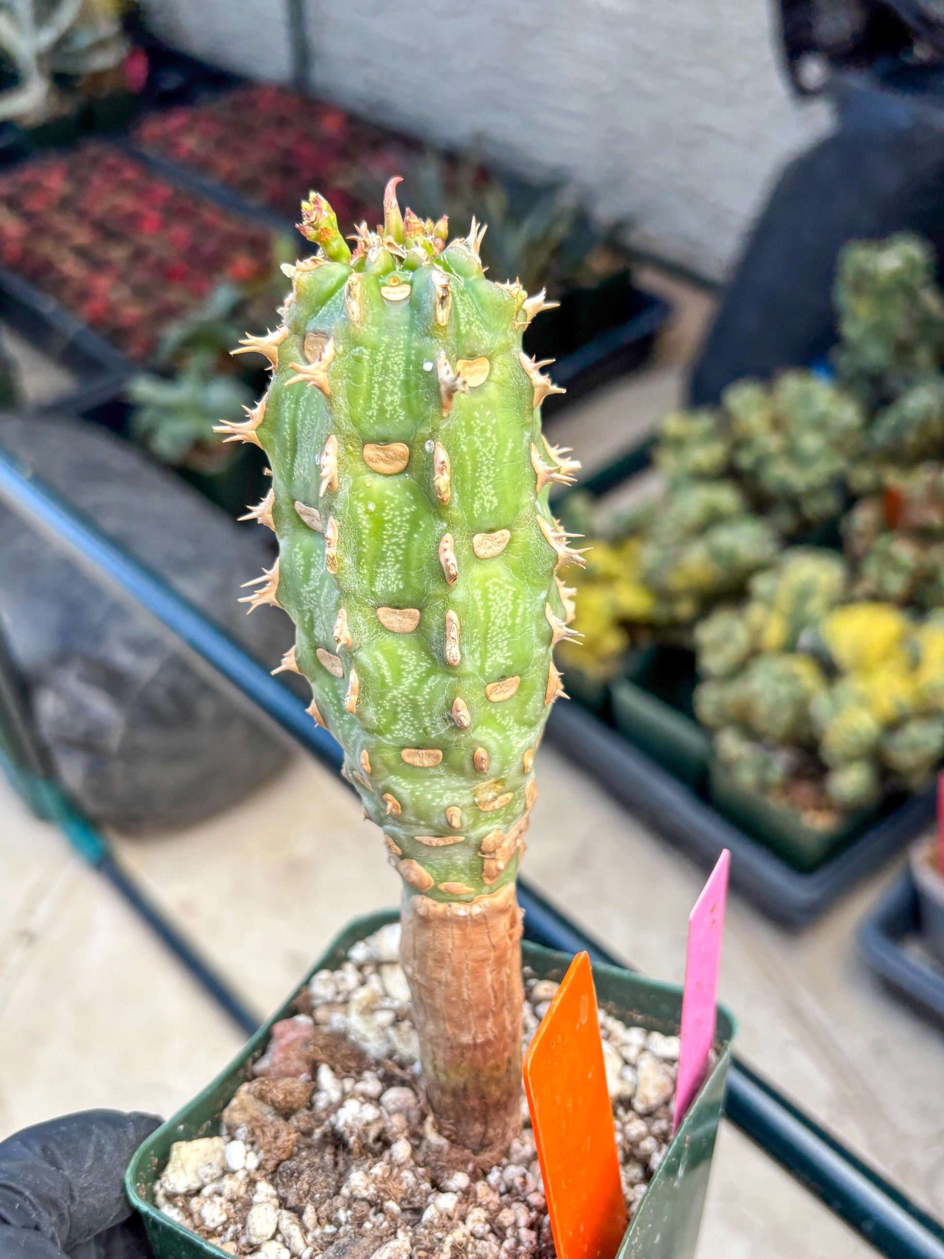 Eupho Viguieri var. Ankarafantsiensis (po) | Imported plants