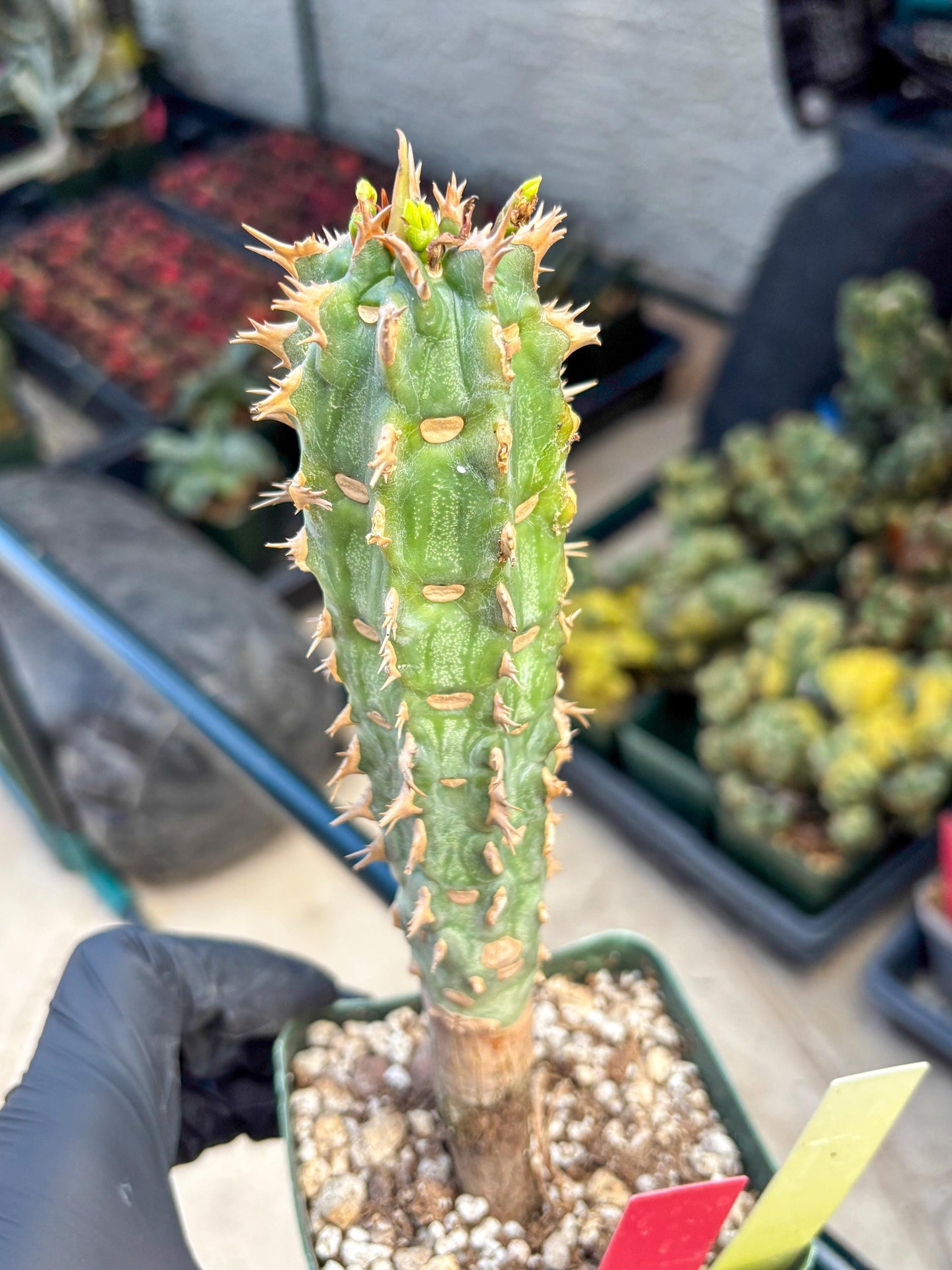 Eupho Viguieri var. Ankarafantsiensis (yr) | Imported plants