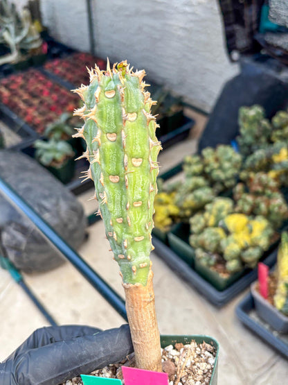 Eupho Viguieri var. Ankarafantsiensis (pg) | Imported plants