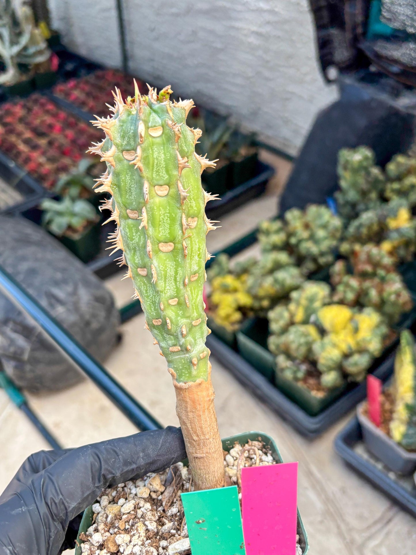 Eupho Viguieri var. Ankarafantsiensis (pg) | Imported plants