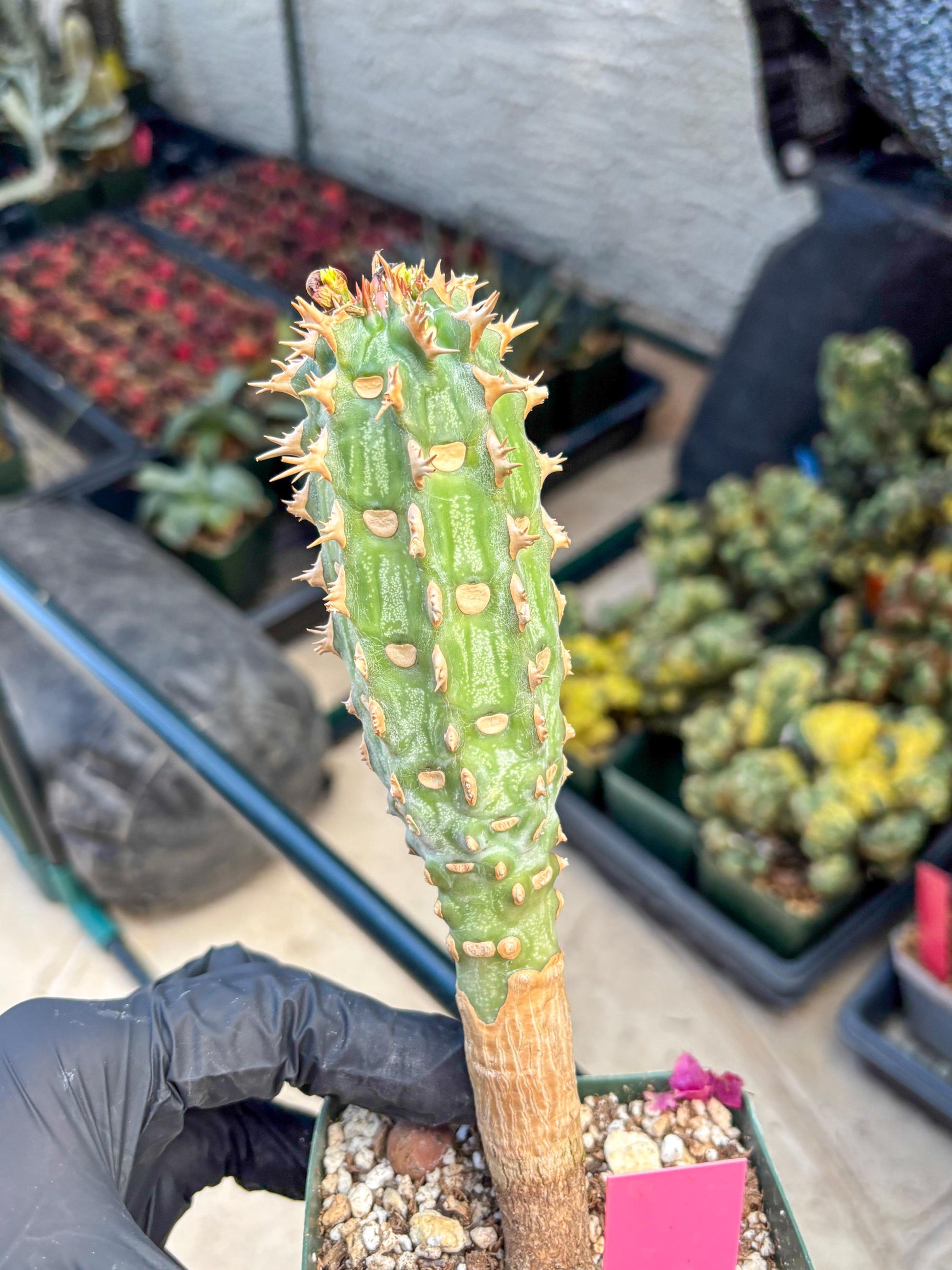Eupho Viguieri var. Ankarafantsiensis (p) | Imported plants
