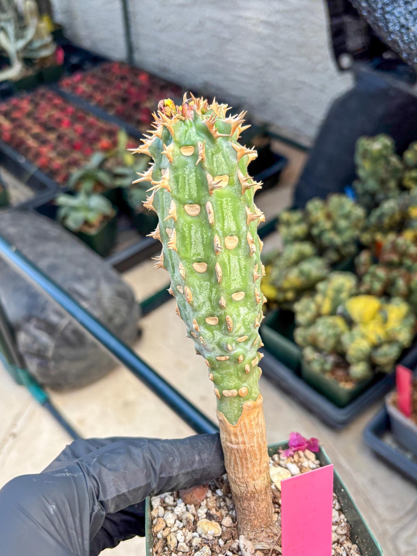 Eupho Viguieri var. Ankarafantsiensis (p) | Imported plants