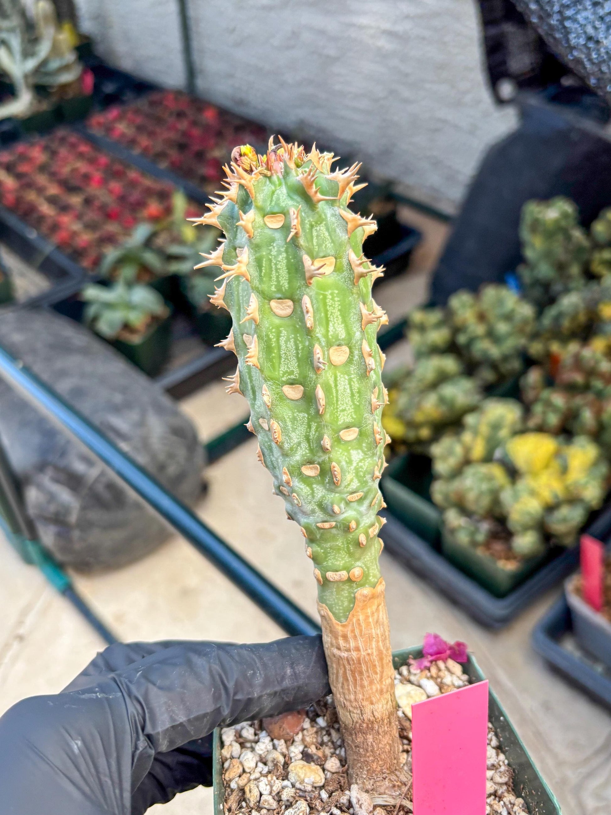Eupho Viguieri var. Ankarafantsiensis (p) | Imported plants