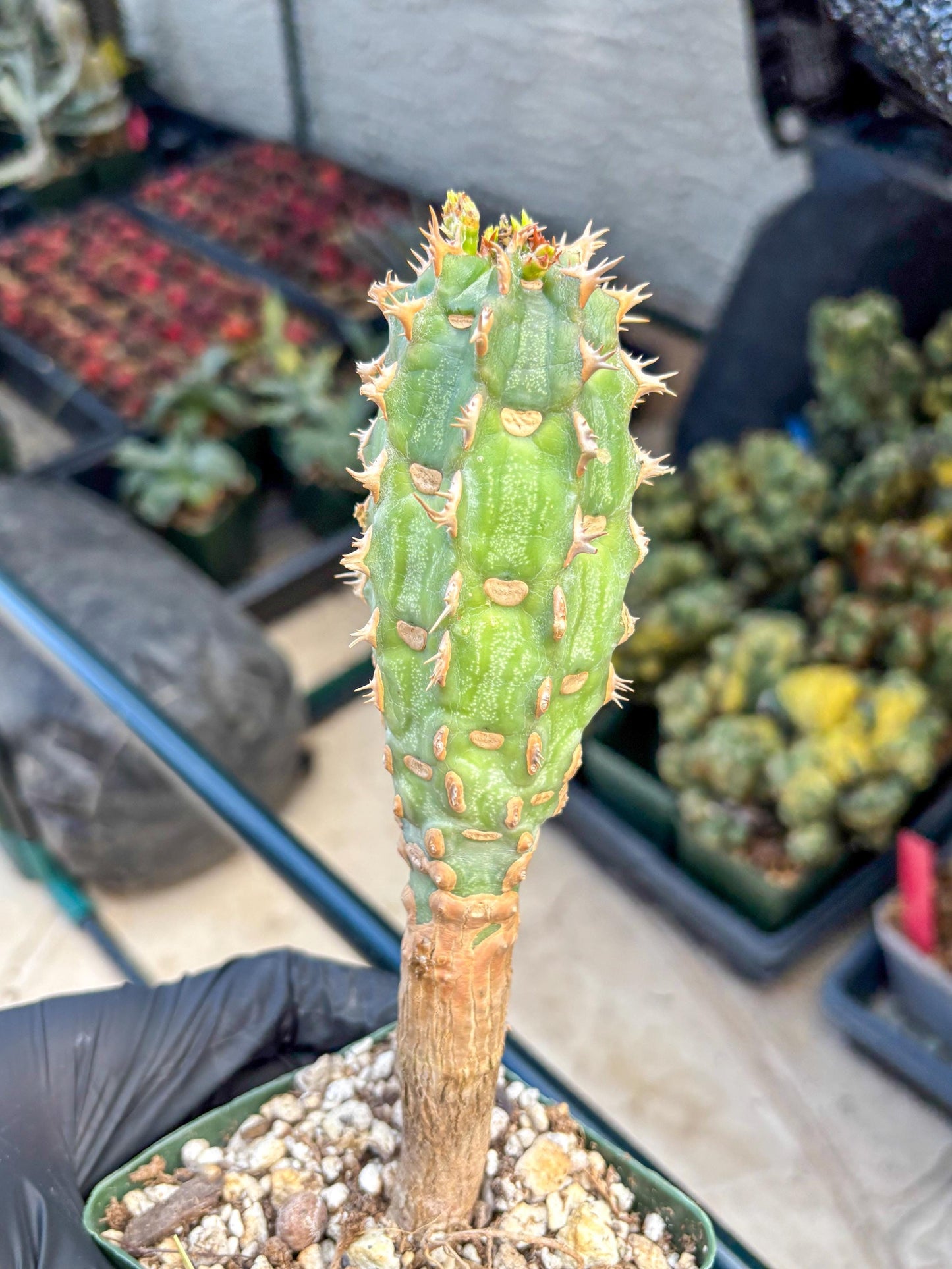 Eupho Viguieri var. Ankarafantsiensis (y) | Imported plants
