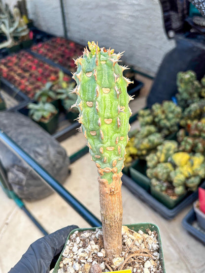 Eupho Viguieri var. Ankarafantsiensis (y) | Imported plants