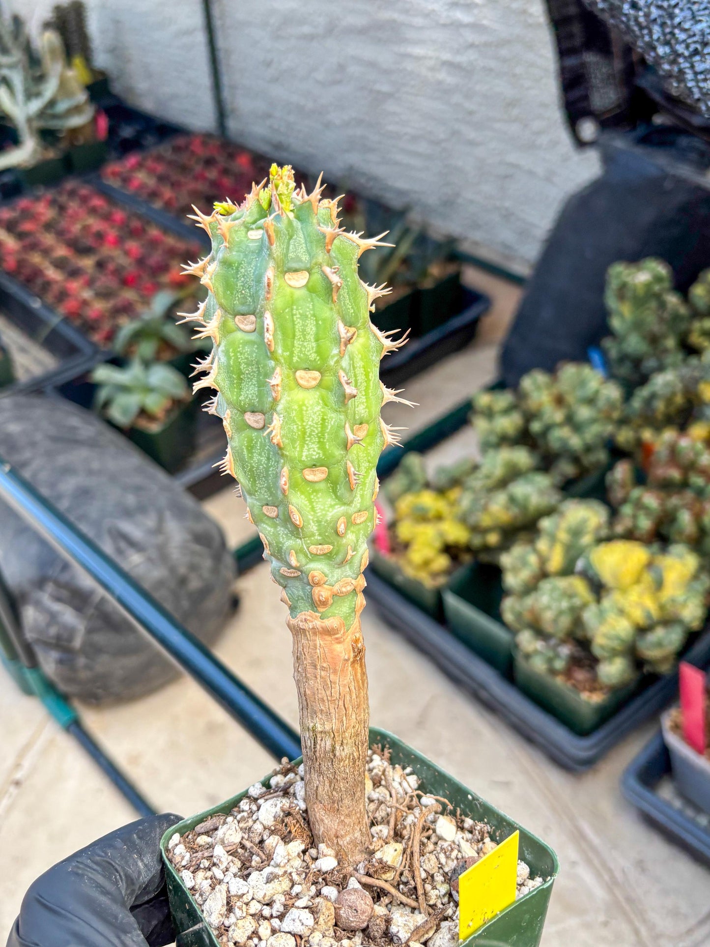 Eupho Viguieri var. Ankarafantsiensis (y) | Imported plants