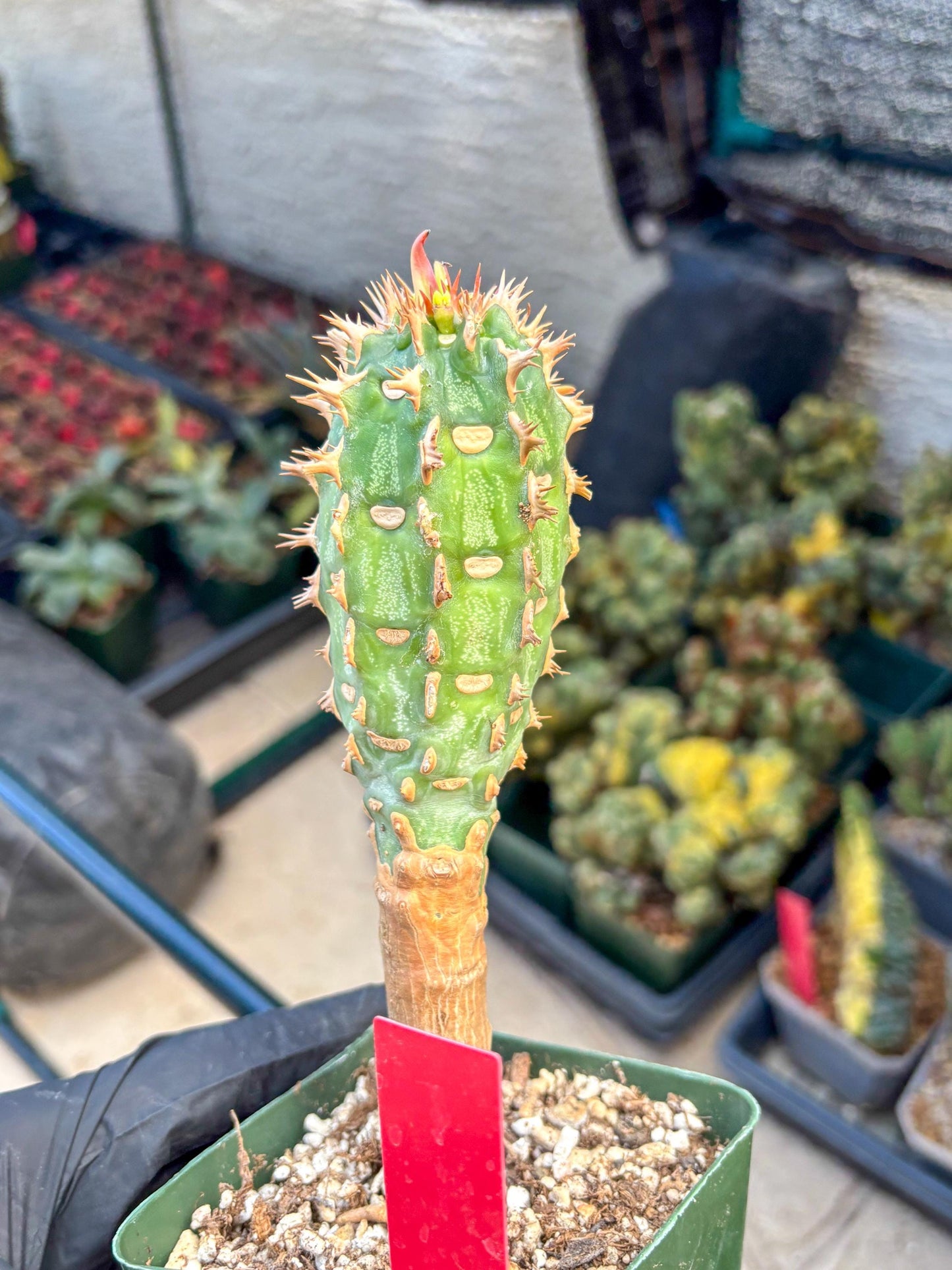 Eupho Viguieri var. Ankarafantsiensis (r) | Imported plants