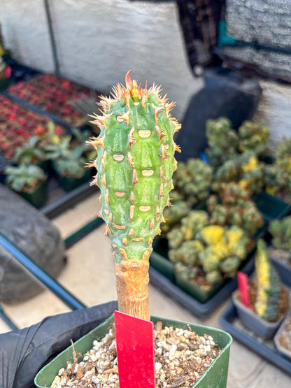 Eupho Viguieri var. Ankarafantsiensis (r) | Imported plants