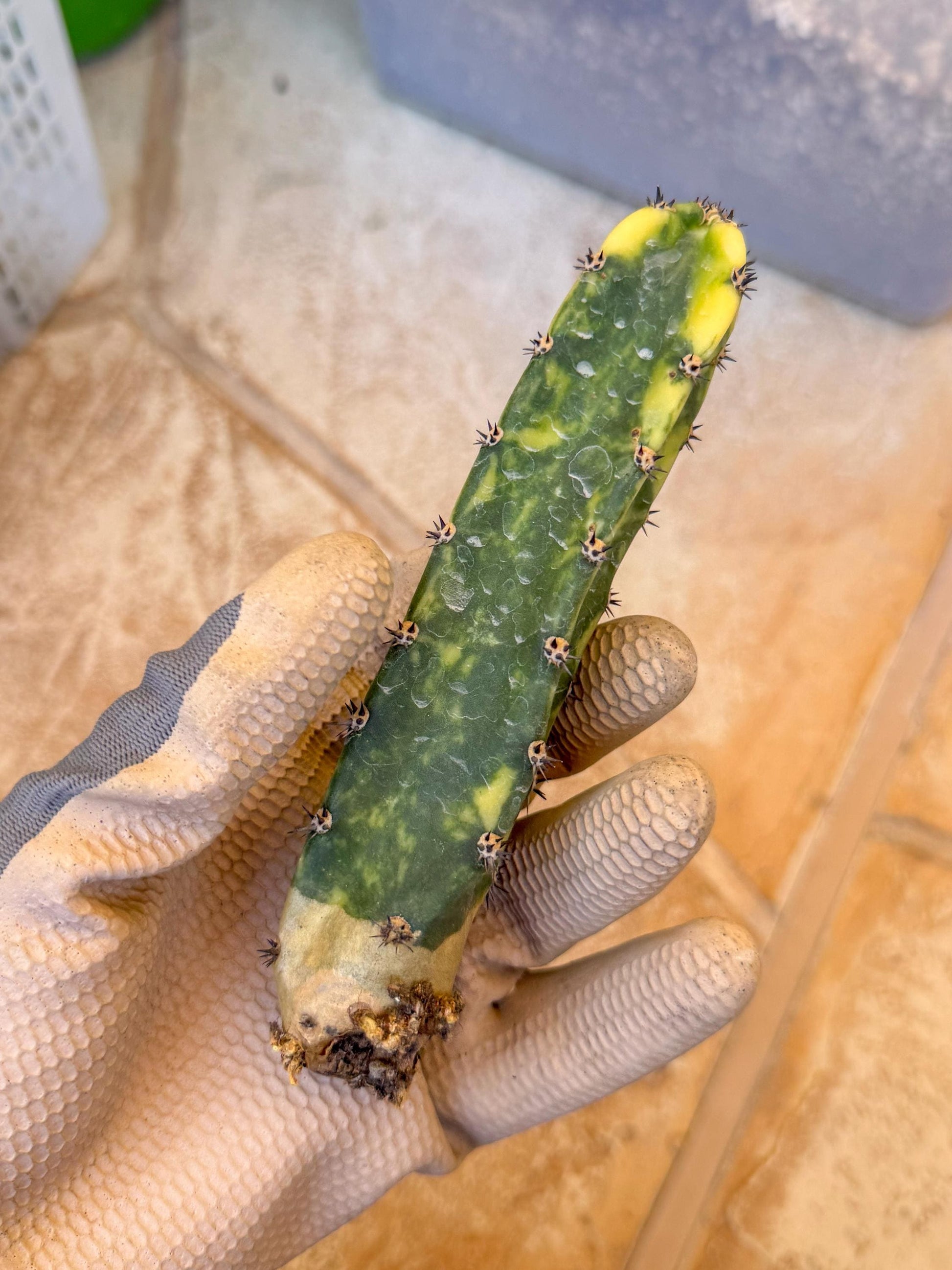 Harrisia Jusbertii Variegated (p) | Rare Cactus