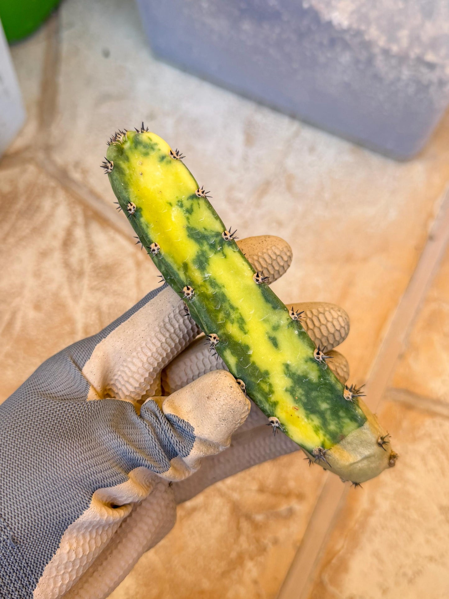 Harrisia Jusbertii Variegated (p) | Rare Cactus