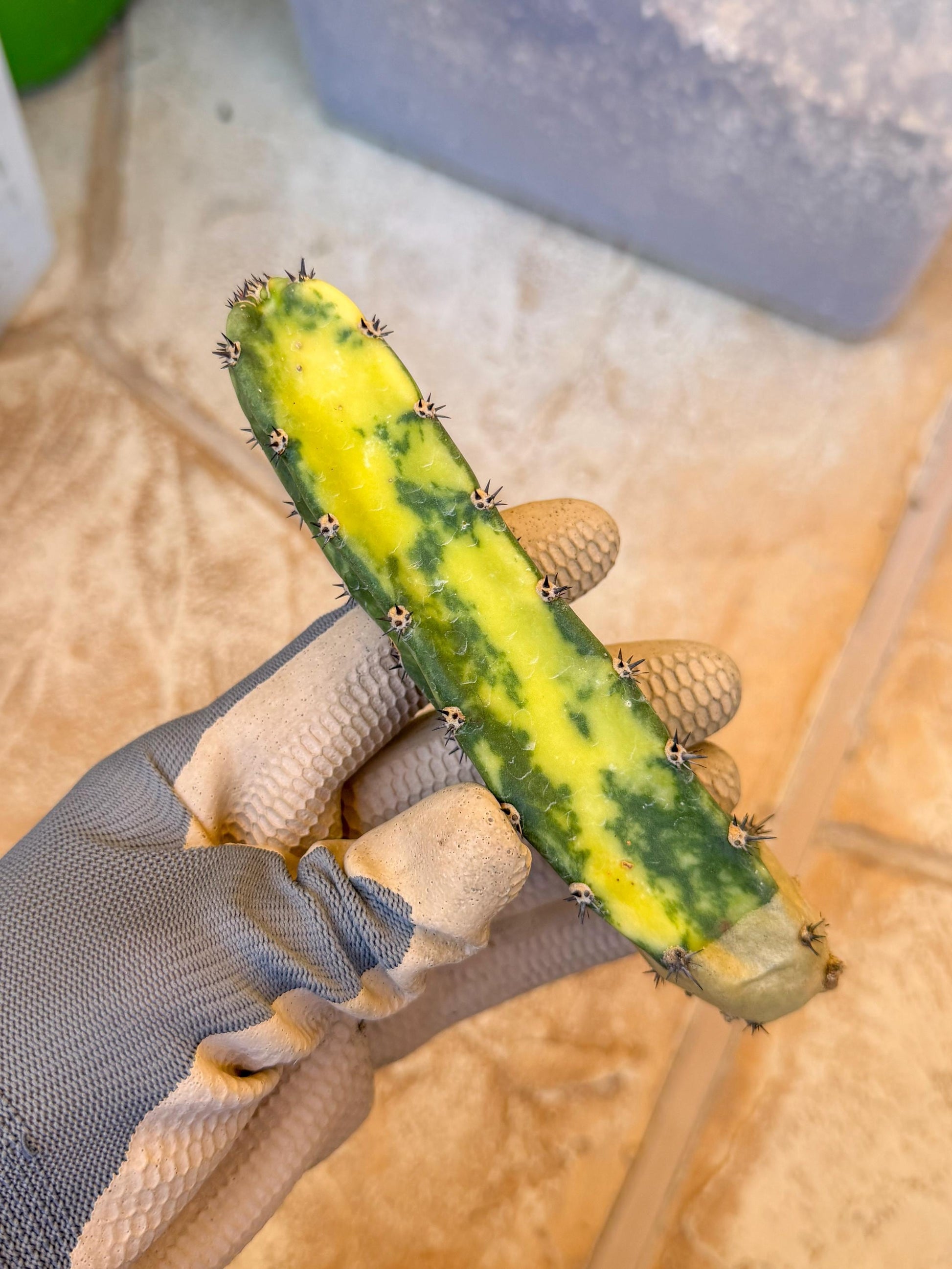 Harrisia Jusbertii Variegated (p) | Rare Cactus