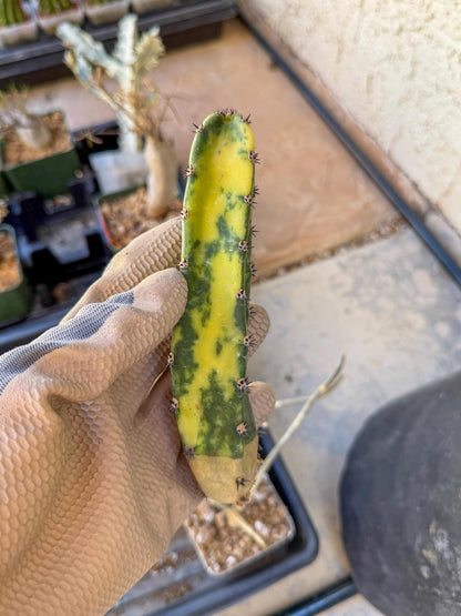 Harrisia Jusbertii Variegated (p) | Rare Cactus