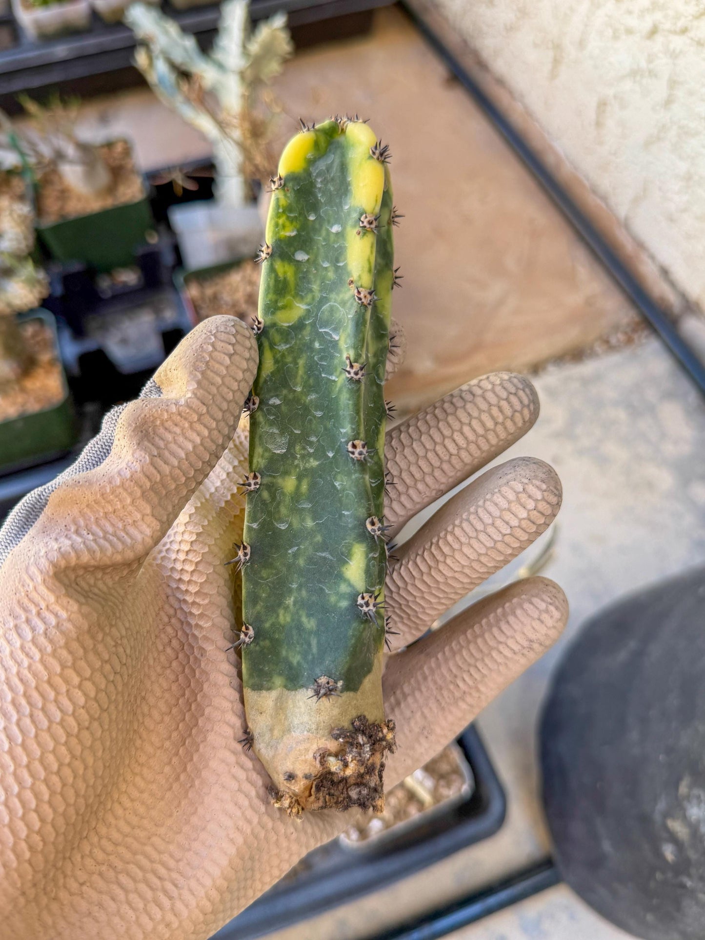 Harrisia Jusbertii Variegated (p) | Rare Cactus