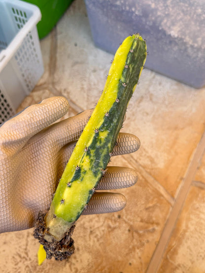 Harrisia Jusbertii Variegated (y) | Rare Cactus