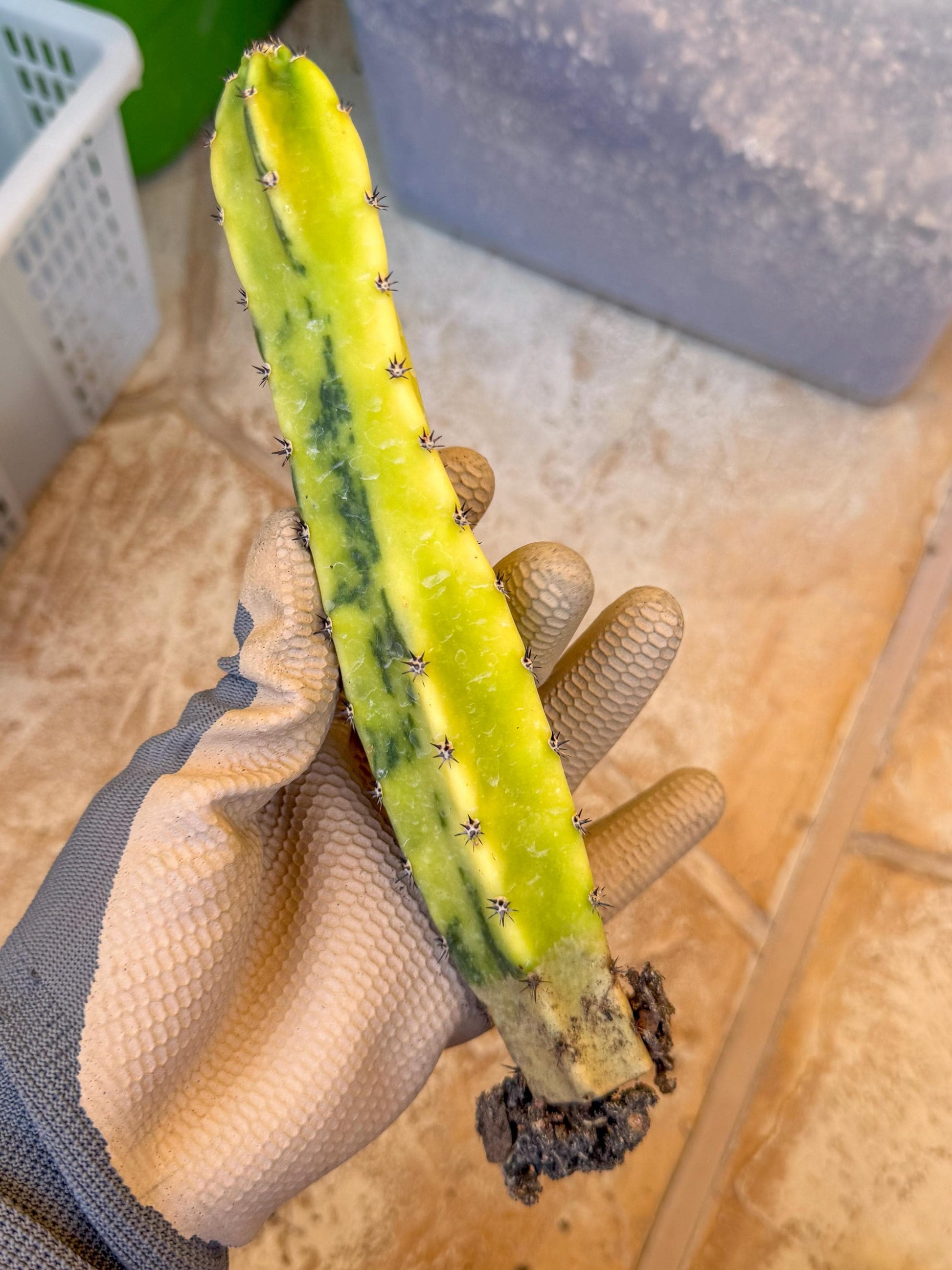 Harrisia Jusbertii Variegated (y) | Rare Cactus