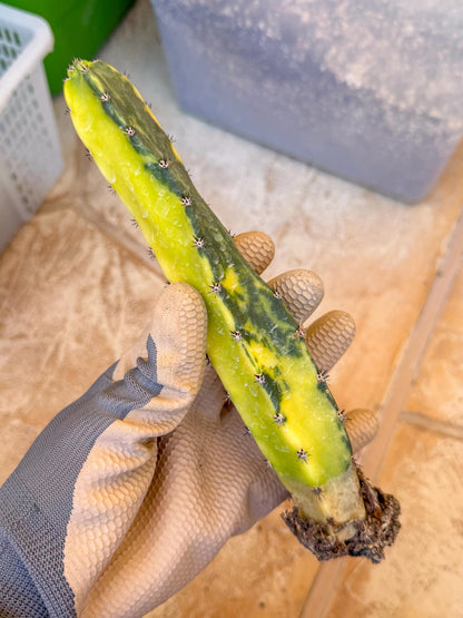 Harrisia Jusbertii Variegated (y) | Rare Cactus