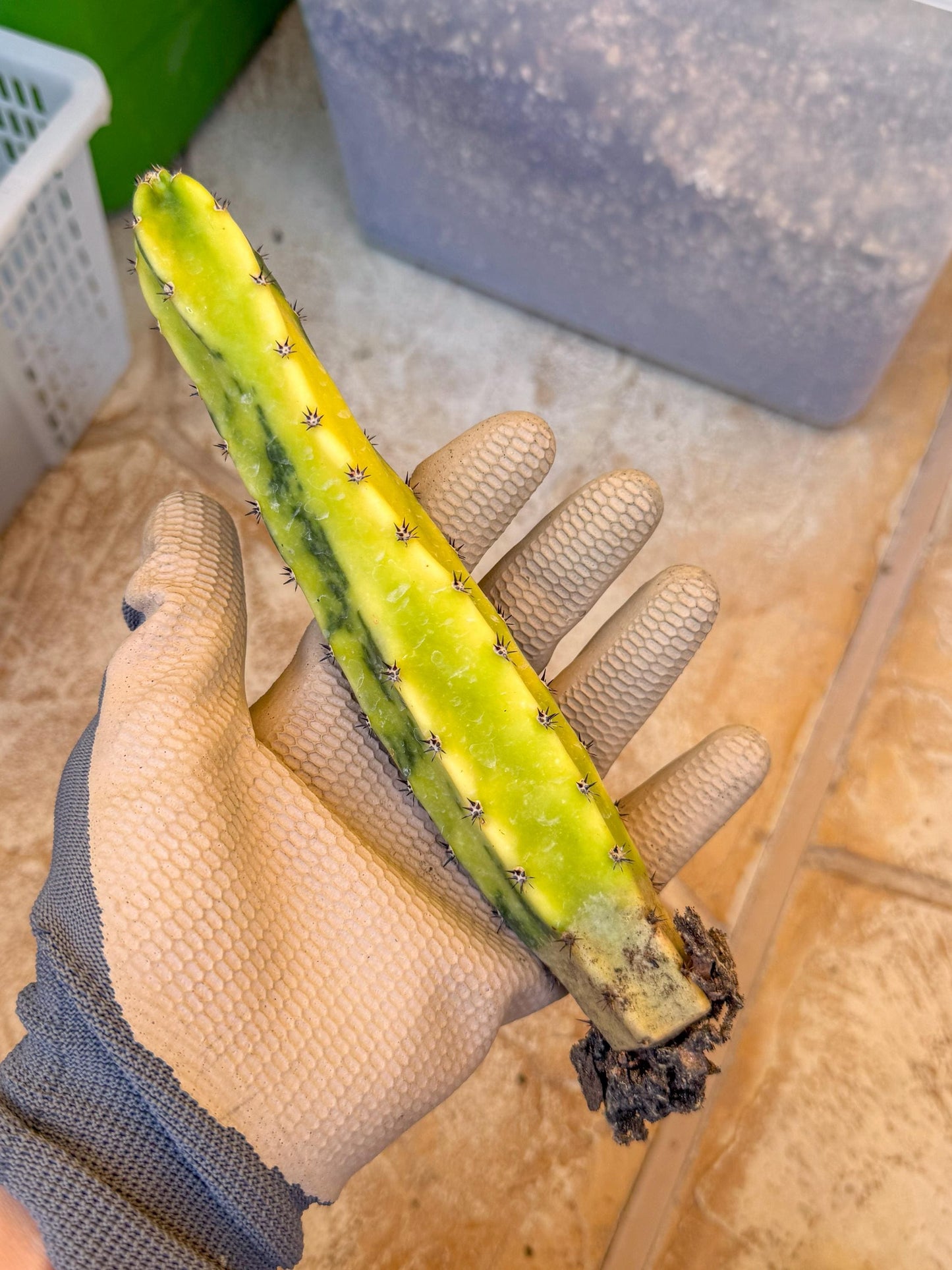 Harrisia Jusbertii Variegated (y) | Rare Cactus