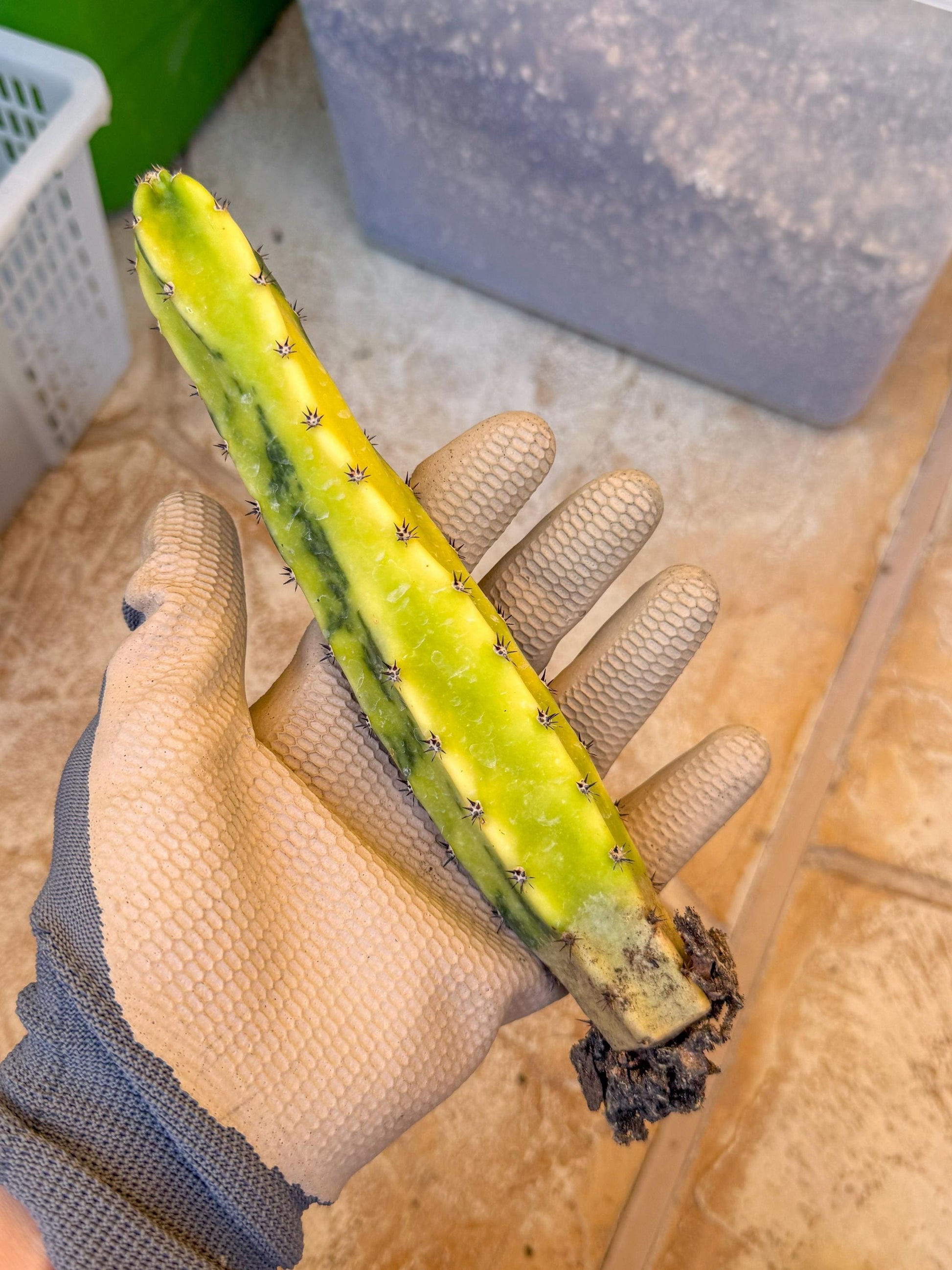 Harrisia Jusbertii Variegated (y) | Rare Cactus