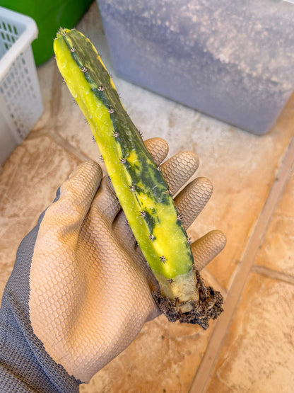 Harrisia Jusbertii Variegated (y) | Rare Cactus