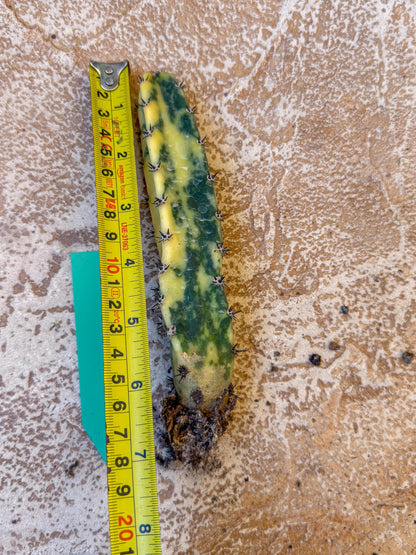 Harrisia Jusbertii Variegated (g) | Rare Cactus