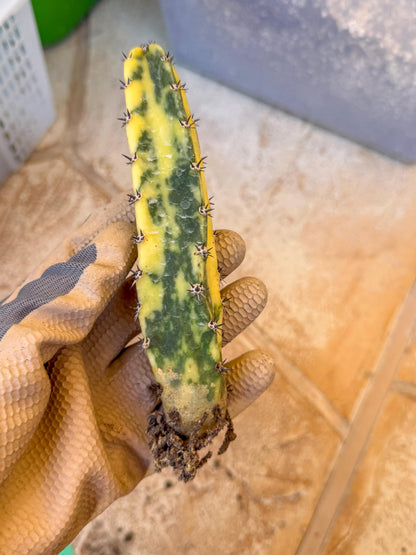 Harrisia Jusbertii Variegated (g) | Rare Cactus