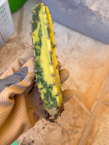 Harrisia Jusbertii Variegated (g) | Rare Cactus