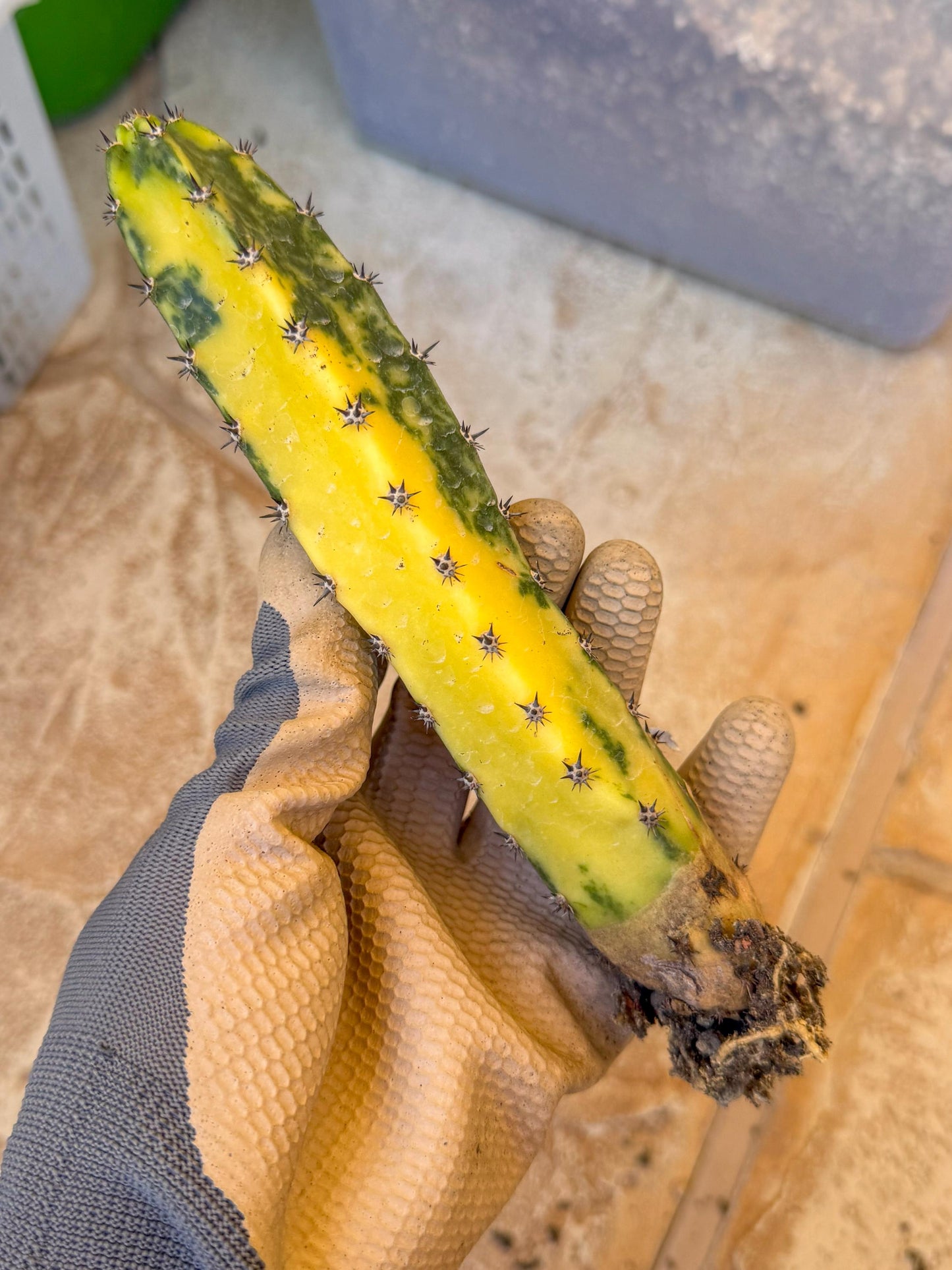 Harrisia Jusbertii Variegated (o) | Rare Cactus