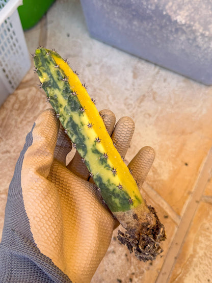 Harrisia Jusbertii Variegated (o) | Rare Cactus