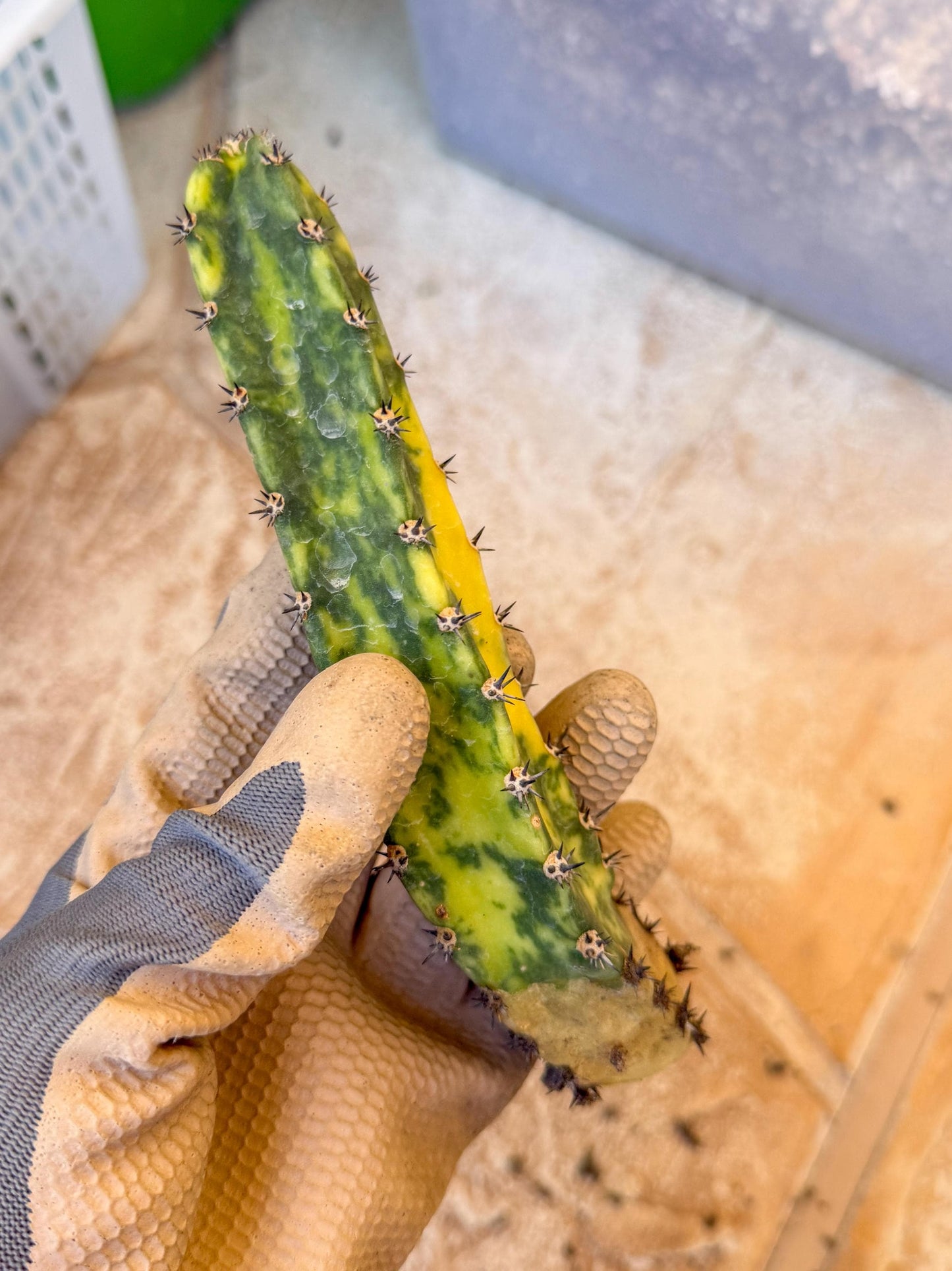 Harrisia Jusbertii Variegated (po) | Rare Cactus