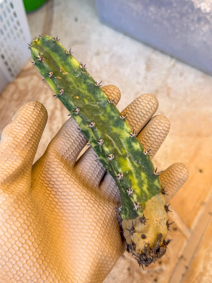 Harrisia Jusbertii Variegated (po) | Rare Cactus