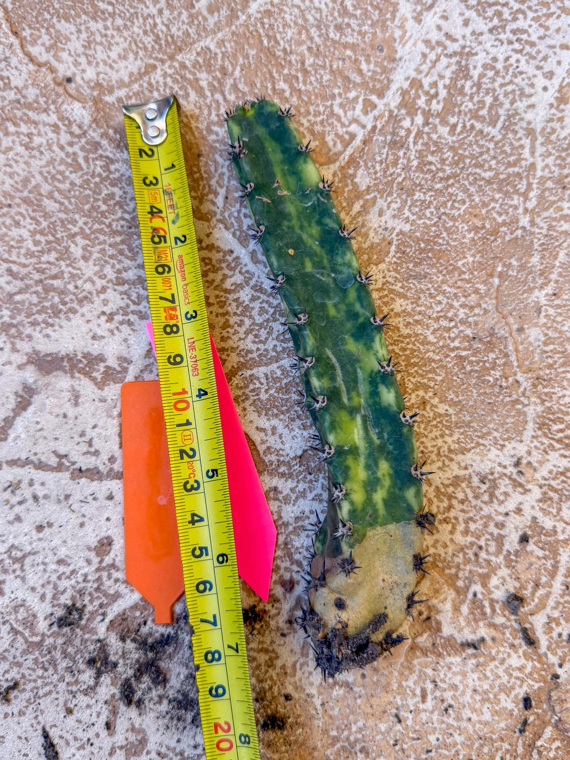 Harrisia Jusbertii Variegated (po) | Rare Cactus
