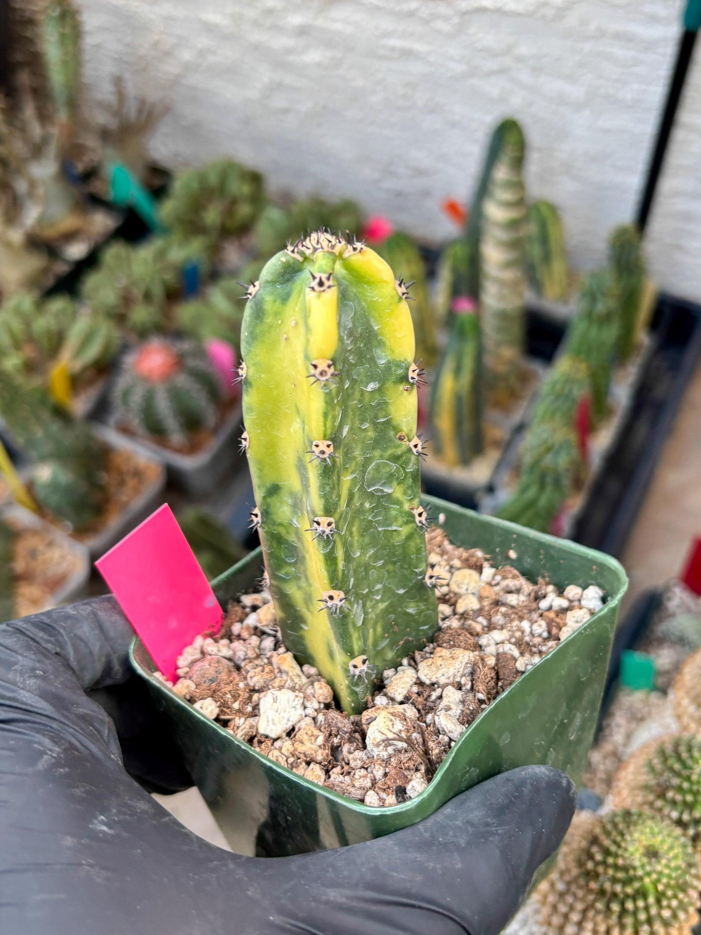 Harrisia Jusbertii Variegated (p) | Rare Cactus
