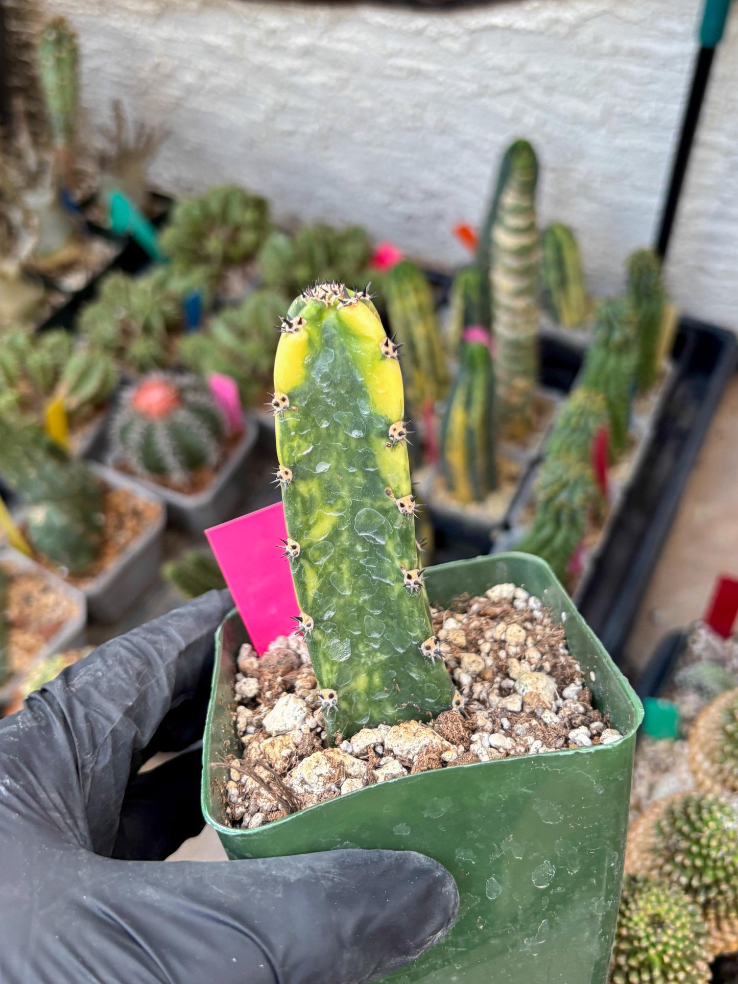 Harrisia Jusbertii Variegated (p) | Rare Cactus