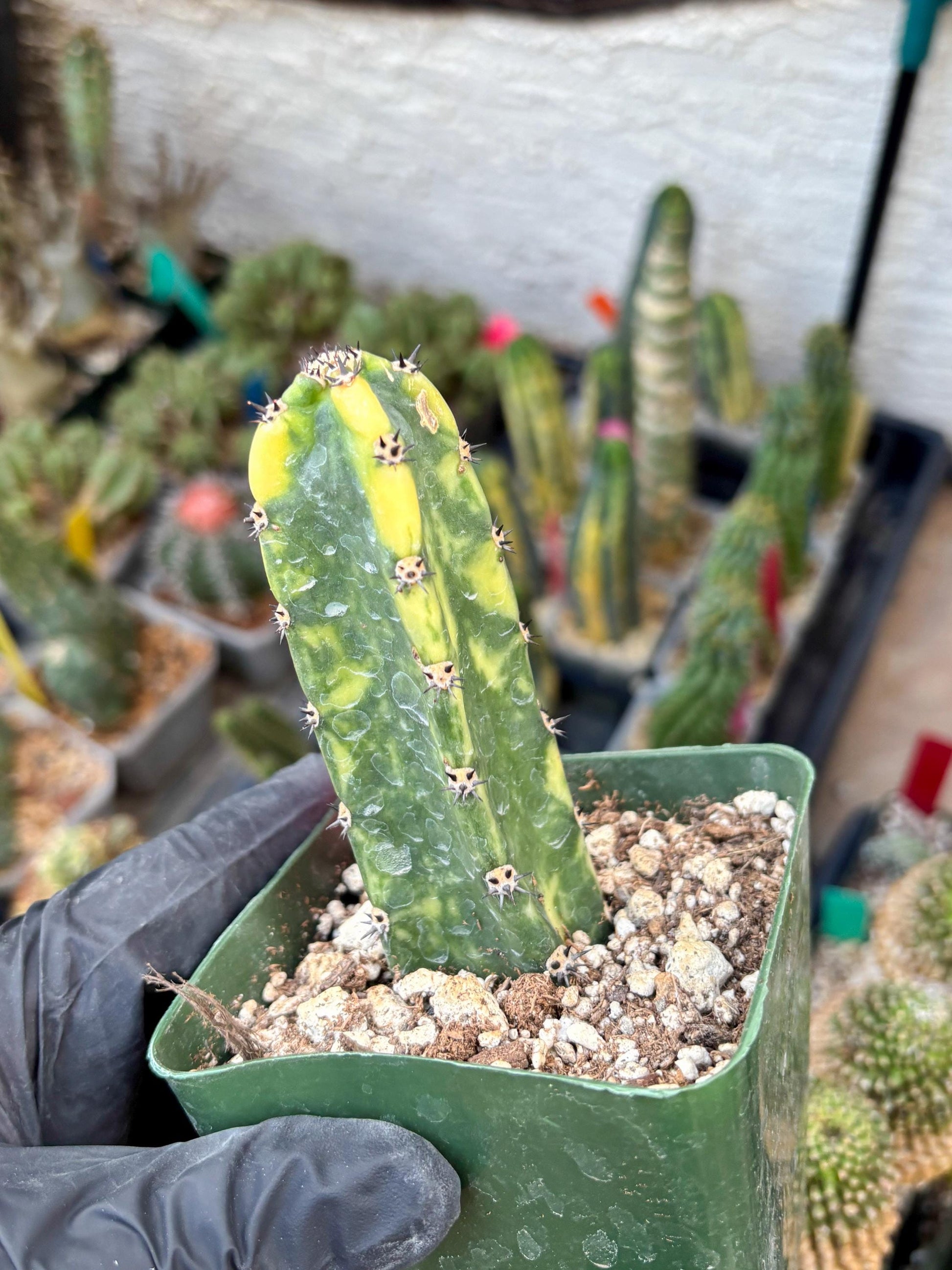 Harrisia Jusbertii Variegated (p) | Rare Cactus