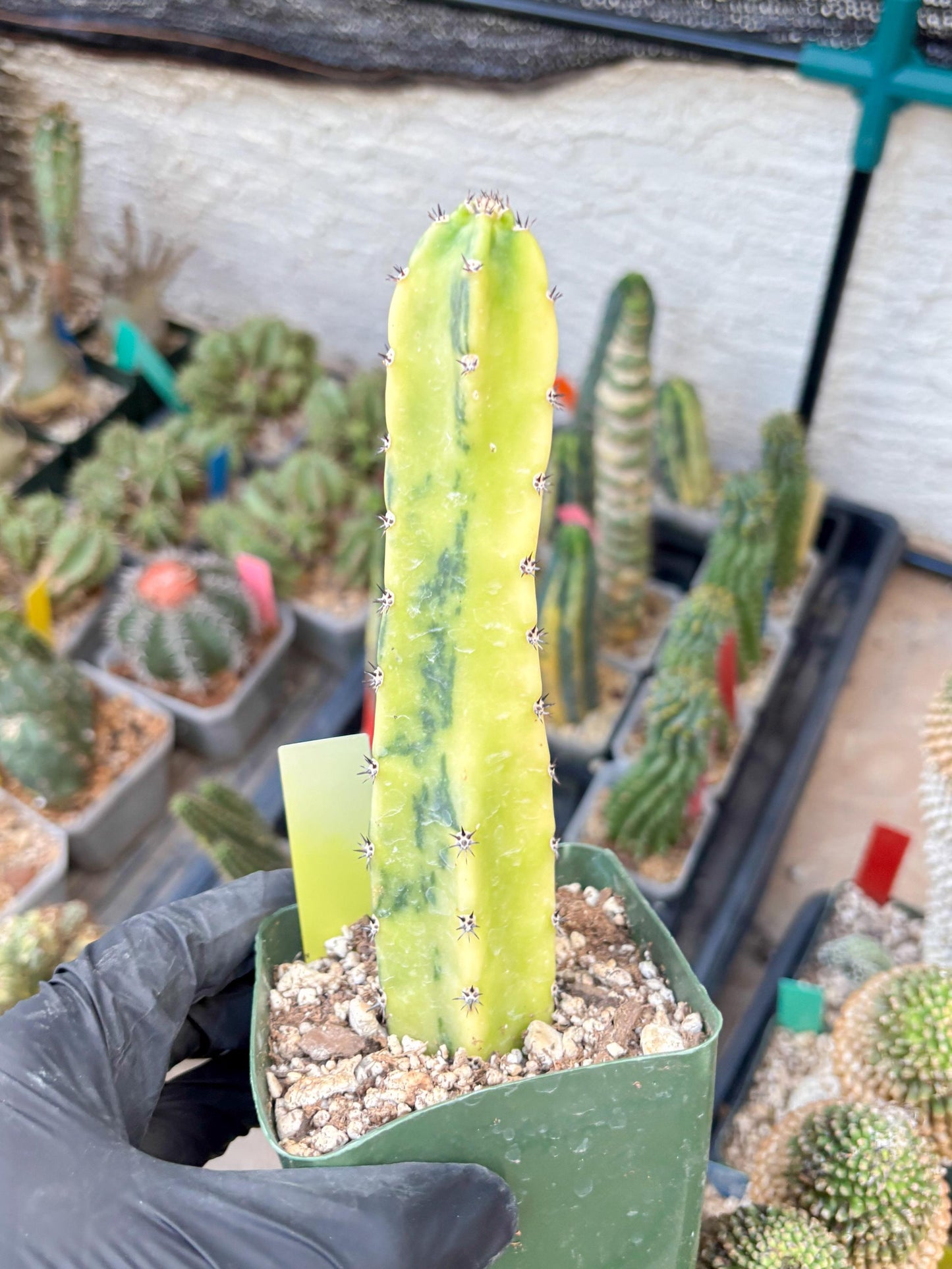 Harrisia Jusbertii Variegated (y) | Rare Cactus