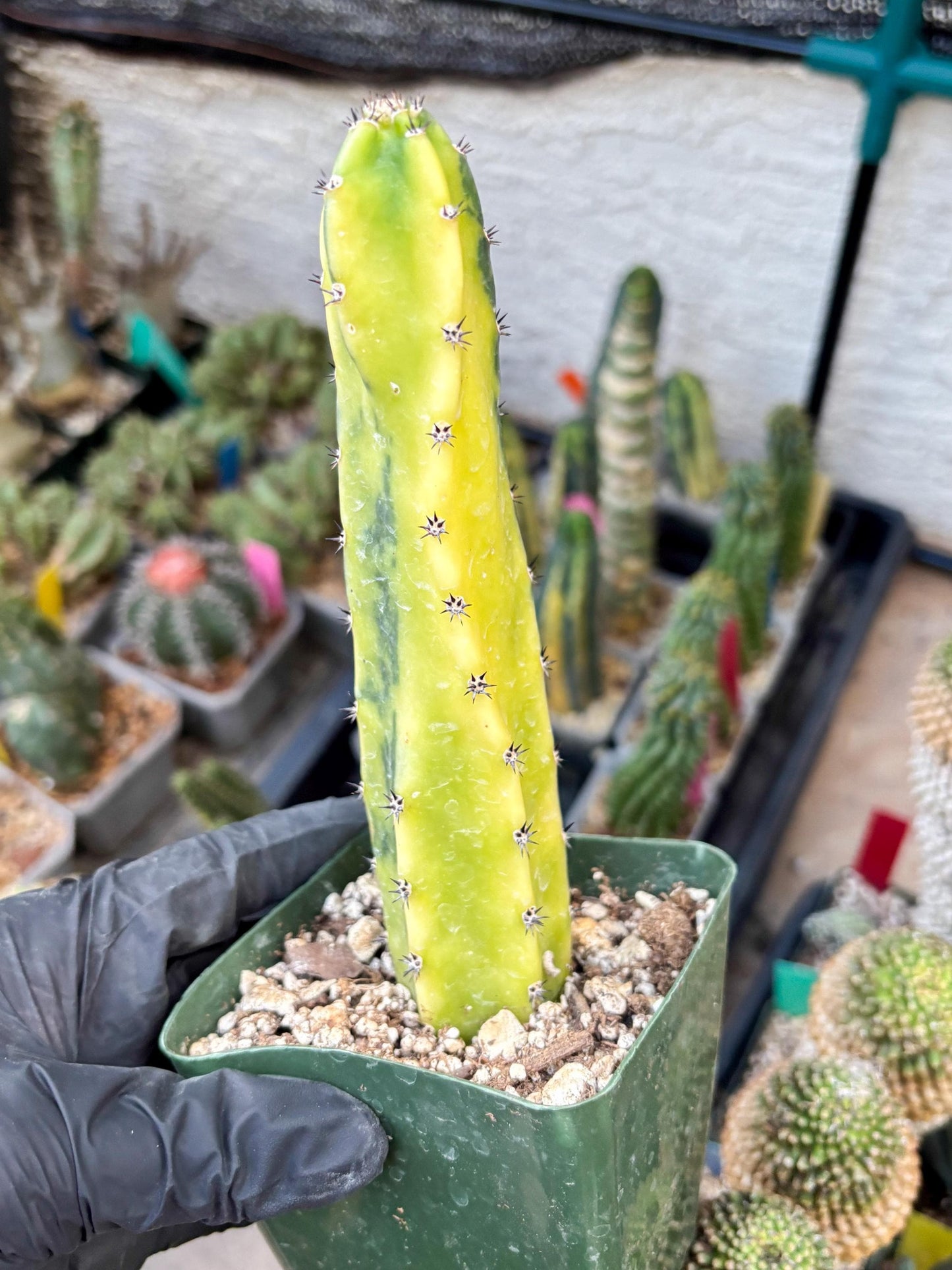 Harrisia Jusbertii Variegated (y) | Rare Cactus