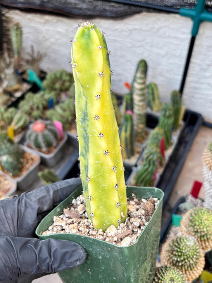 Harrisia Jusbertii Variegated (y) | Rare Cactus