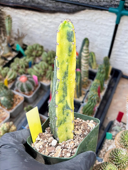 Harrisia Jusbertii Variegated (y) | Rare Cactus