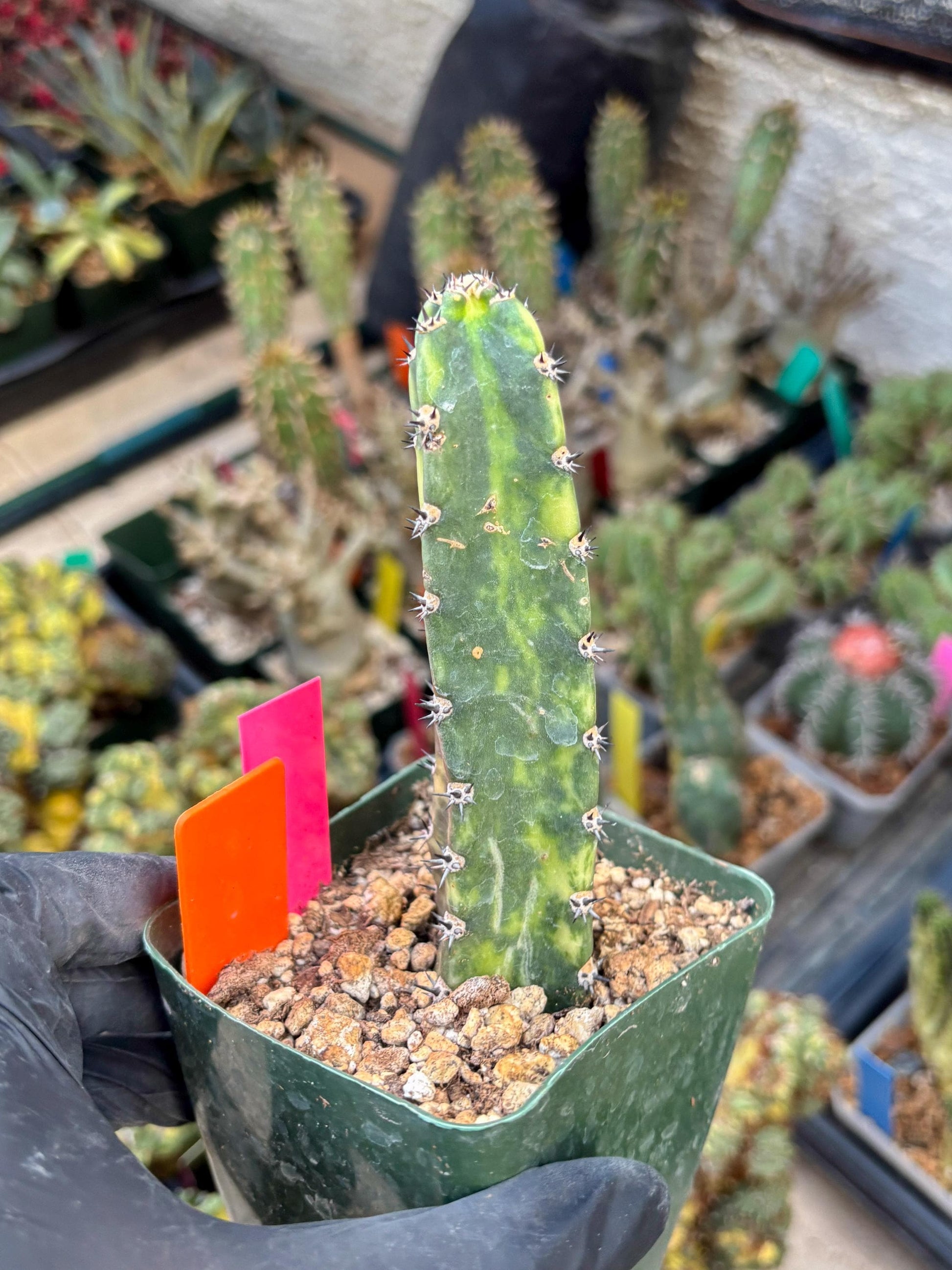 Harrisia Jusbertii Variegated (po) | Rare Cactus