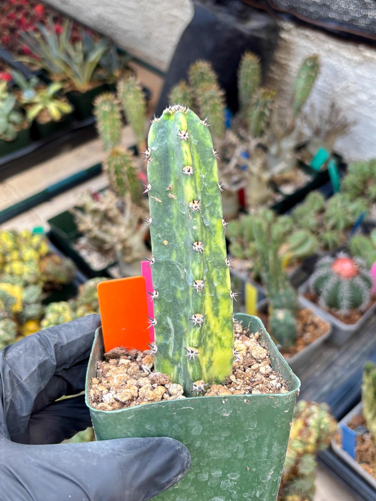 Harrisia Jusbertii Variegated (po) | Rare Cactus