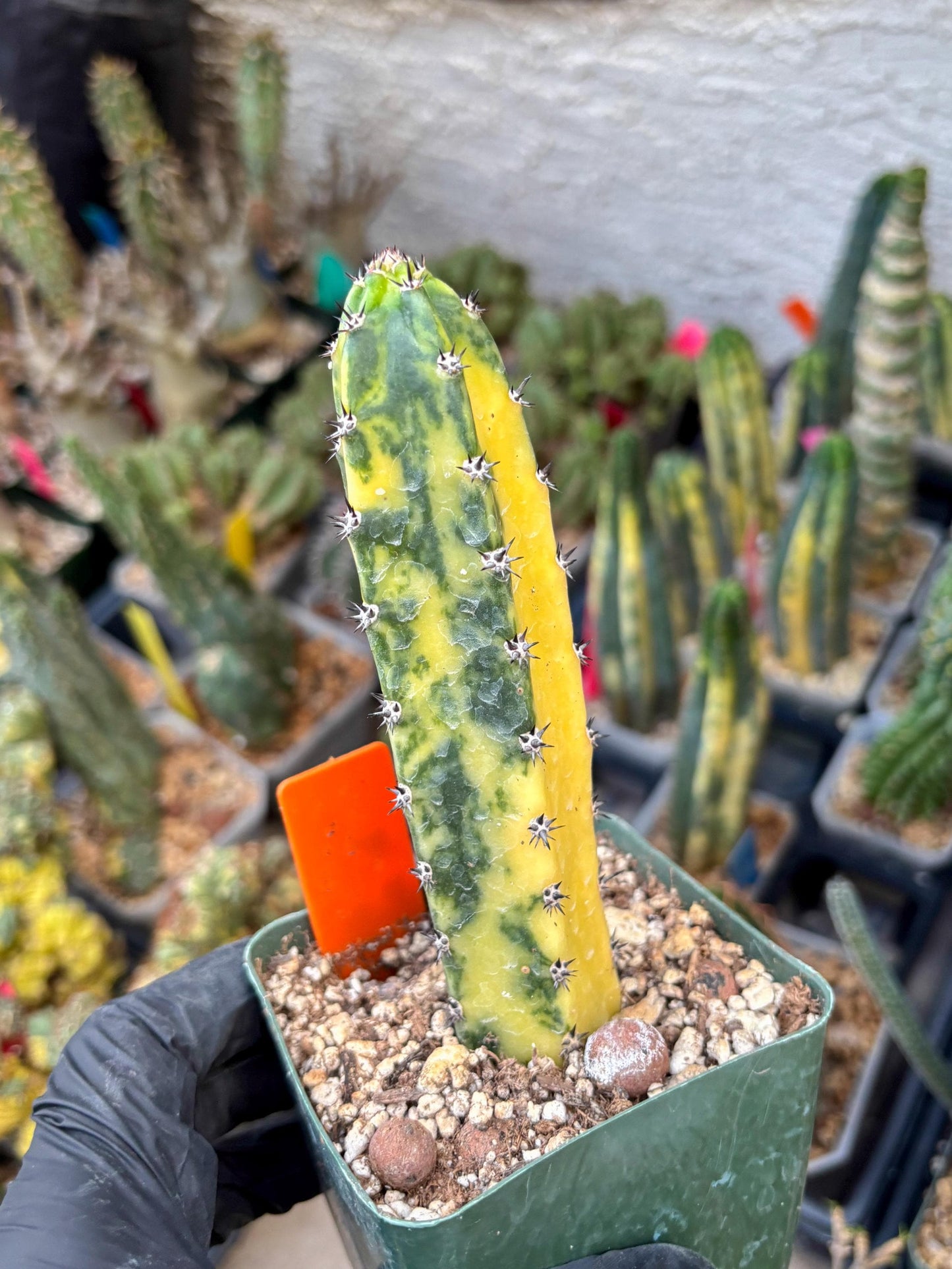 Harrisia Jusbertii Variegated (o) | Rare Cactus