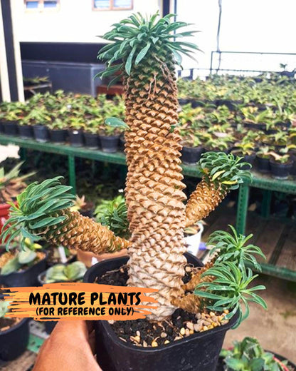 Euphorb Kaimagyoku/ Hypogaea (09) | Rare Plant