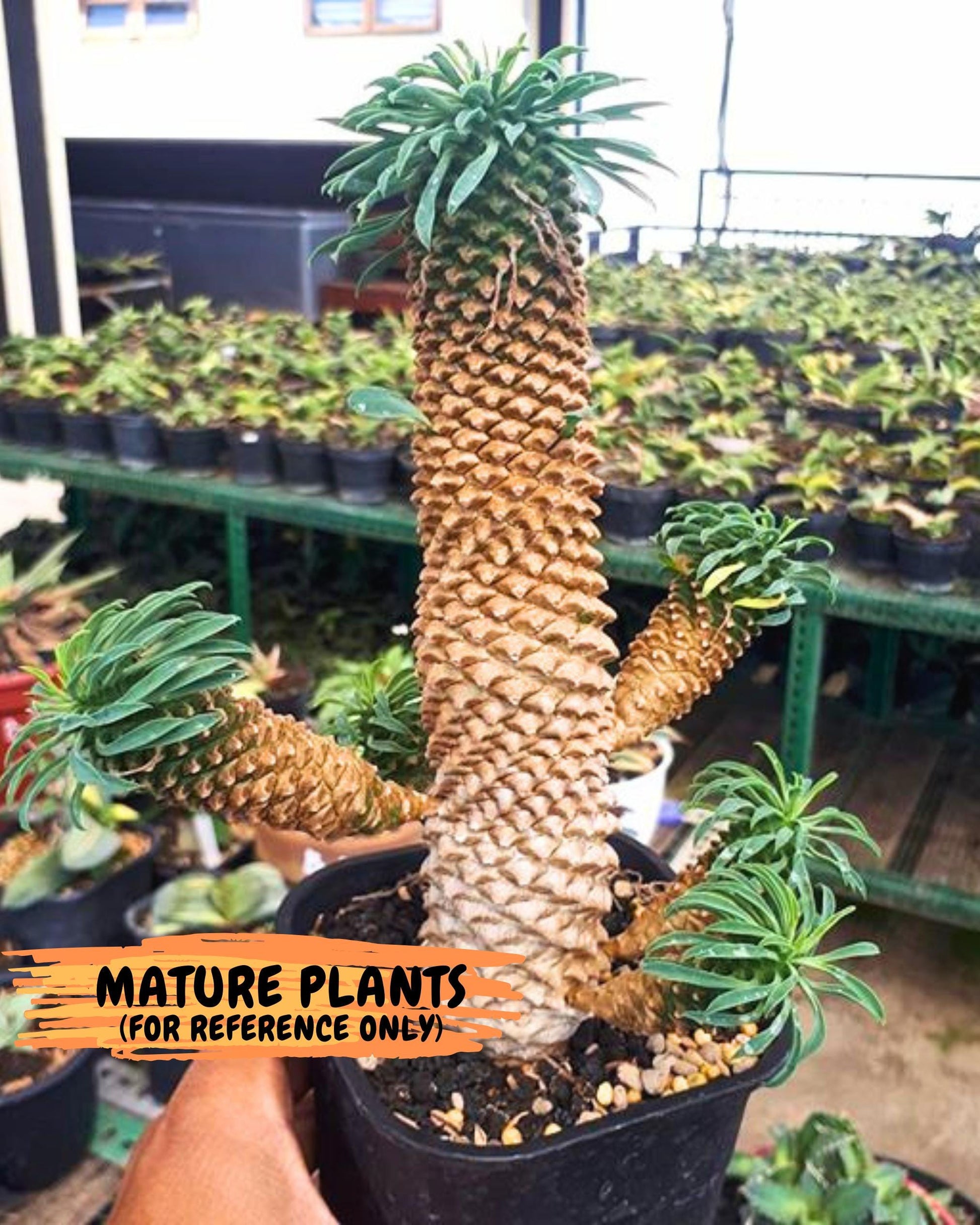 Euphorb Kaimagyoku/ Hypogaea (bb) | Rare Plant
