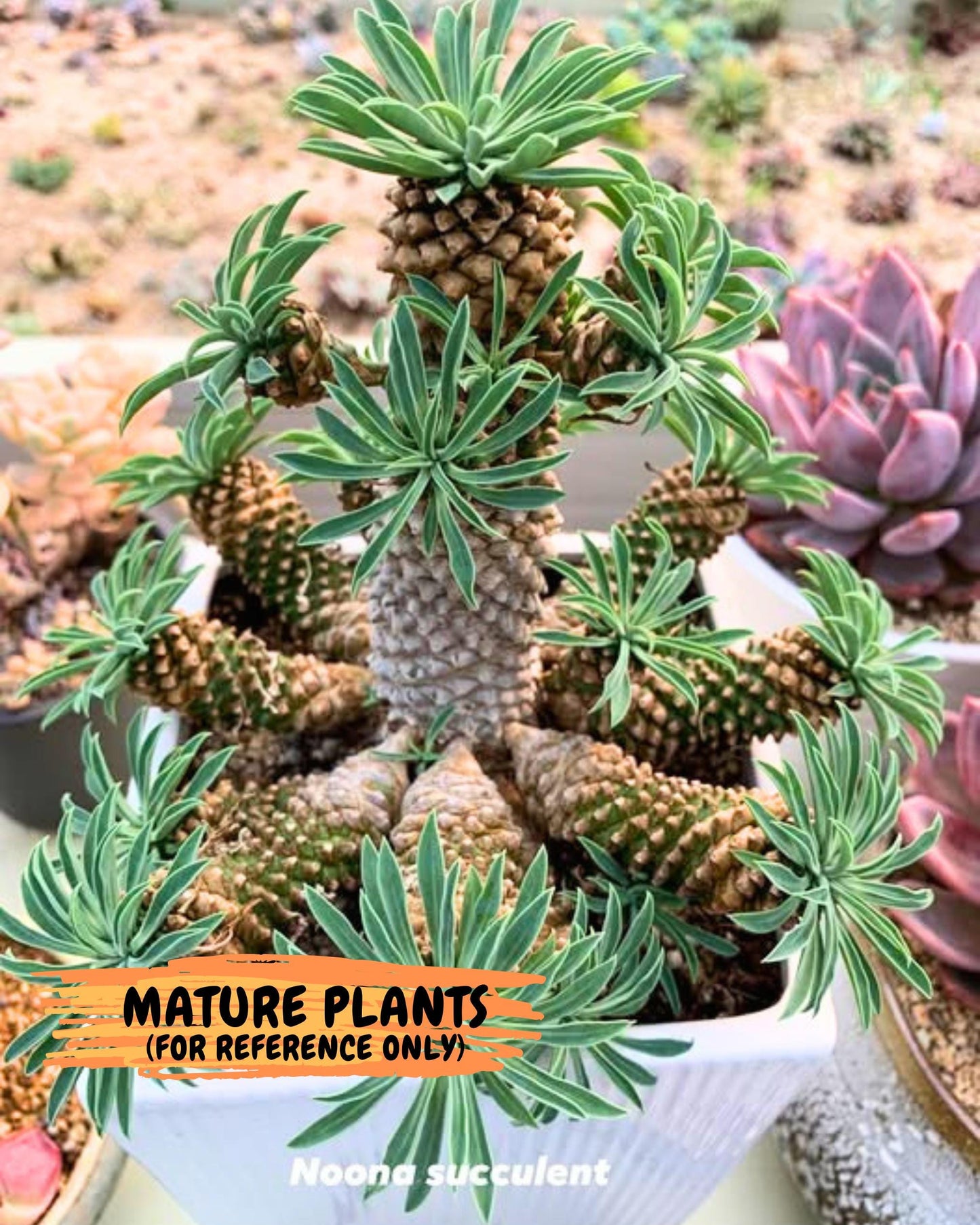 Euphorb Kaimagyoku/ Hypogaea (09) | Rare Plant