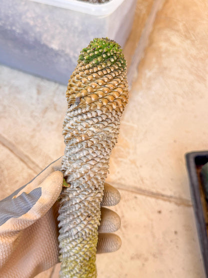 Euphorb Kaimagyoku/ Hypogaea (g) | Rare Plant