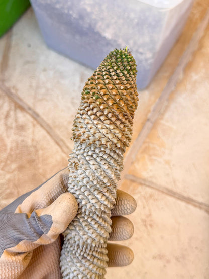 Euphorb Kaimagyoku/ Hypogaea (o) | Rare Plant