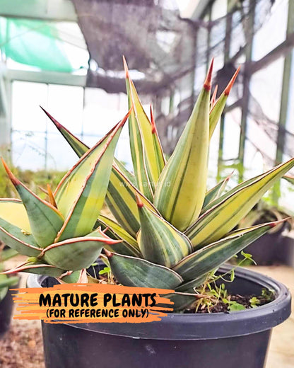 Sansevieria Pinguicula Var (5) | ONLY for ADVANCE GROWER