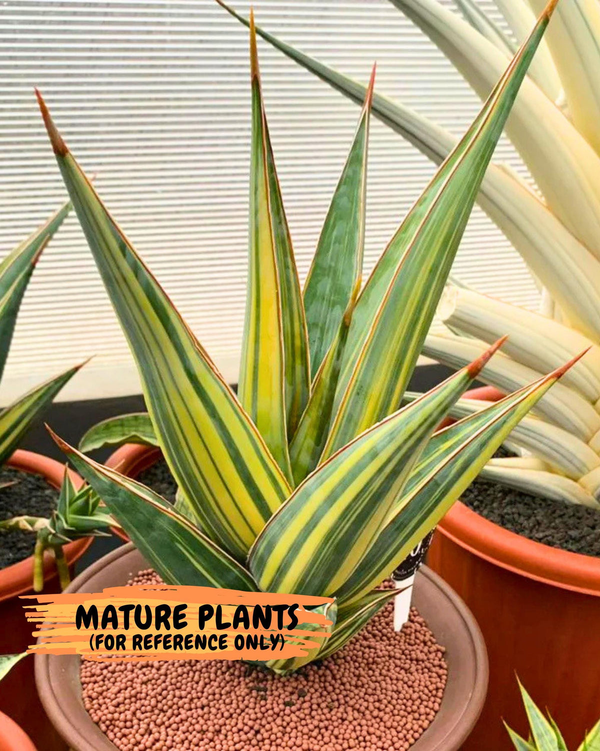 Sansevieria Pinguicula Var (5) | ONLY for ADVANCE GROWER
