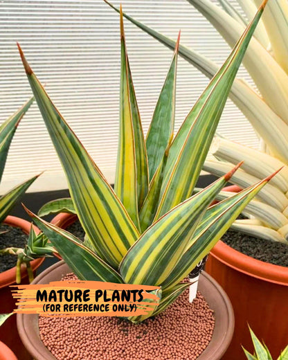 Sansevieria Pinguicula Var (5) | ONLY for ADVANCE GROWER