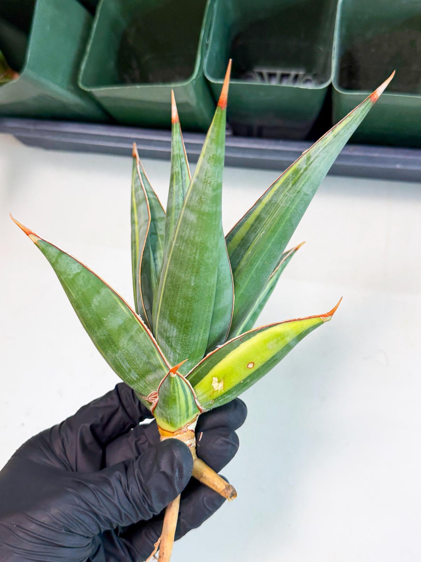 Sansevieria Pinguicula Var (2) | ONLY for ADVANCE GROWER